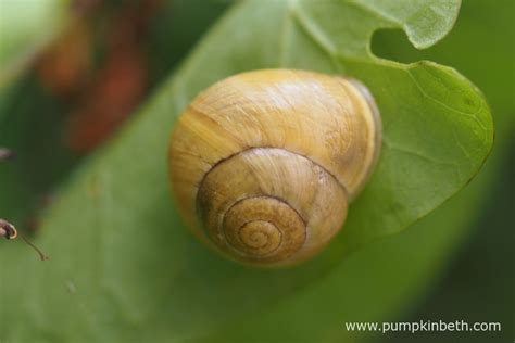 Protecting Your Plants From Slugs And Snails Pumpkin Beth