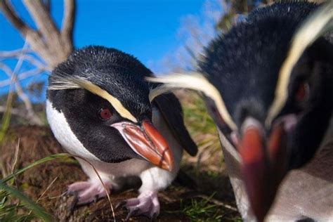 Hunter Island Penguin Species Never Actually Existed UPI