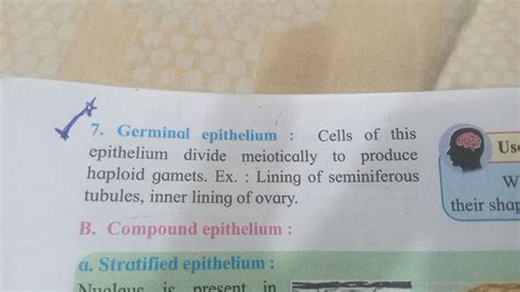 germinal epithelium cells   epithelium divide meiotically  p