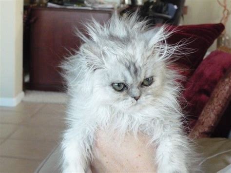 Grrrr Looks Like Cooter After He Has Been Outside On A Windy Day Electric Kitty Funny