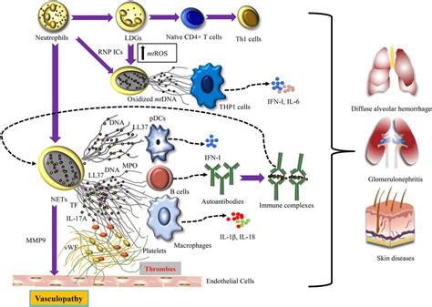 Neutrophil Dysregulation Modulates Innate And Adaptive Immune Responses