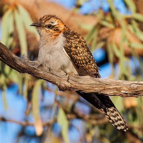 Bird Pallid Cuckoo Barwon Bluff