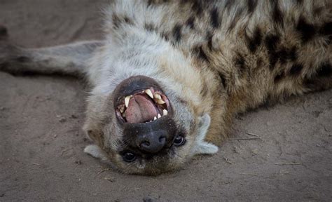 Wild dog vs Hyena | Sabi Sabi Private Game Reserve Blog