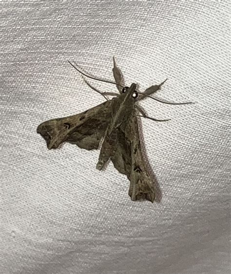 Faint Spotted Palthis Moth From Penn Ave Apalachin NY On September 30