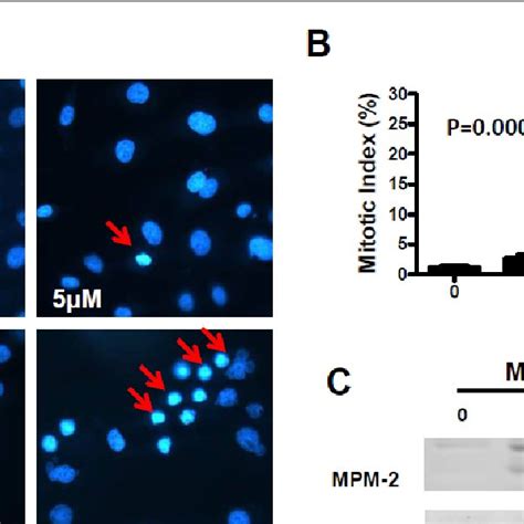 A B Magnolol Treatment Led To Apoptosis Activation In A Cells