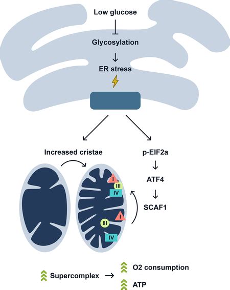 Er And Nutrient Stress Promote Assembly Of Respiratory Chain