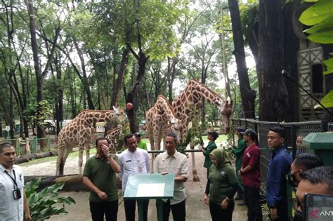 Bakal Ada Komodo Di Taman Margasatwa Ragunan ANTARA News