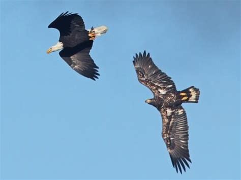 Falcon Images: Bald Eagle Vs Golden Eagle Identification