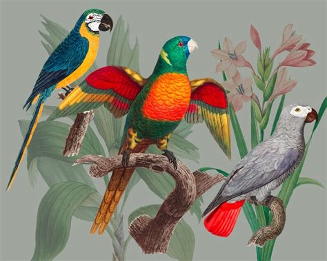 Parrots Paradise Clip Art, Vintage Illustration , Birds Clip Art, Parrots Clipart, Digital ...