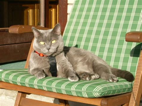 Molly Antonia Von Rolly Polly Pussy Gedenkseite Auf Missupal