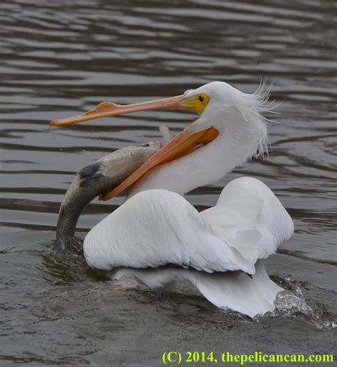 can you eat pelicans 2