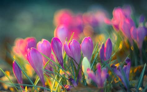 Crocuses Pink Flowers Spring Blur Bokeh Close Up Hd Wallpaper