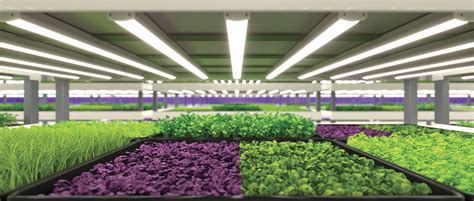 Microgreens Seeds For Vertical Farming Voltz