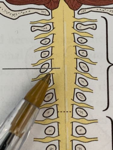 Spinal cord Flashcards | Quizlet