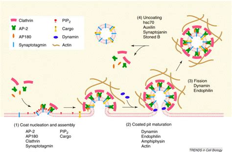 Clathrin Mediated Endocytosis Membrane Factors Pull The Trigger