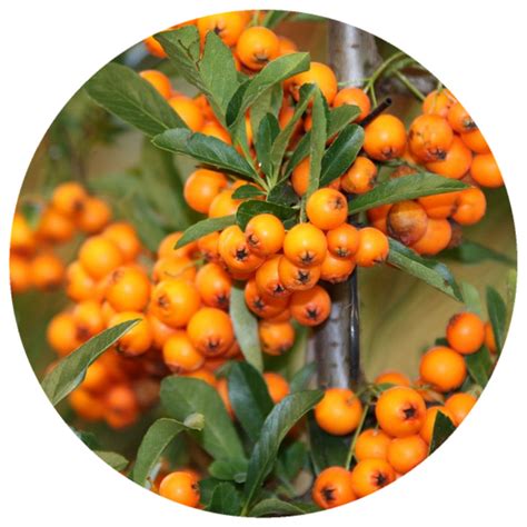 Sea Buckthorn Seed Hippophae Rhamnoides Organic Co2 Extract Essentia