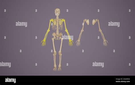 Ossa Arto Superiore Anatomia Immagini E Fotografie Stock Ad Alta