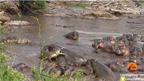 鱷魚欲襲河馬寶寶 遭河馬群暴走圍攻 每日頭條