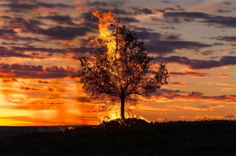 Lone tree on fire at sunset silhouette effect | Premium AI-generated image