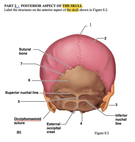 Posterior Aspect Of The Skull Diagram Quizlet