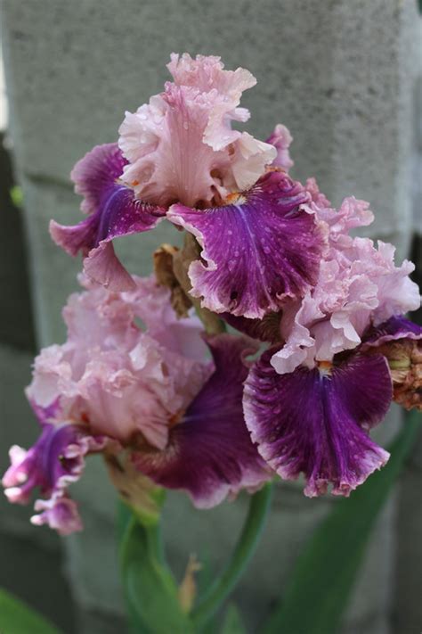 Oxford Countess — Postimages