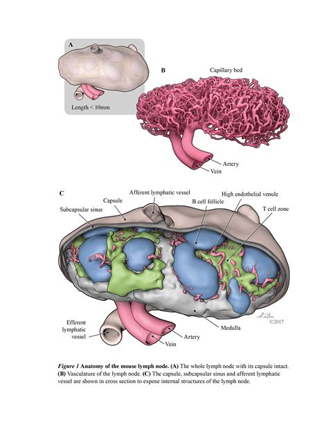 Mouse Lymph Node Structure – Li Yao