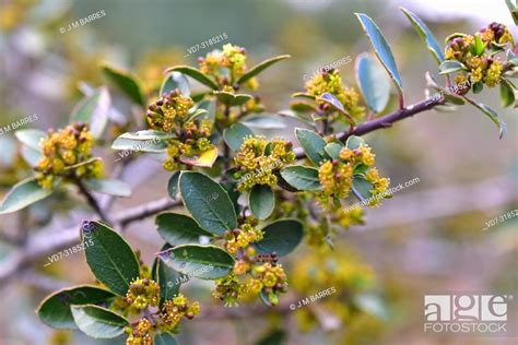 Mediterranean Buckthorn Rhamnus Alaternus Is An Evergreen Shrub