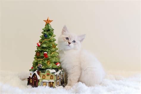 Hilo | Cassy´s Angels