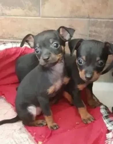 Pinscher Branco É Raro - "pinscher branco" - Cachorros no Brasil