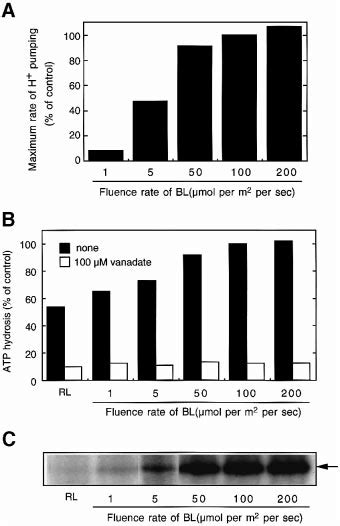 H Pumping Atp Hydrolysis And Phosphorylation Of H Atpase As A Function