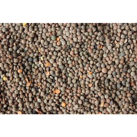 Organic Masoor Dal Whole With Skin At Rs 70 Kg Yerwada Pune ID