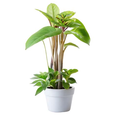 Indoor Plants Png Images 100