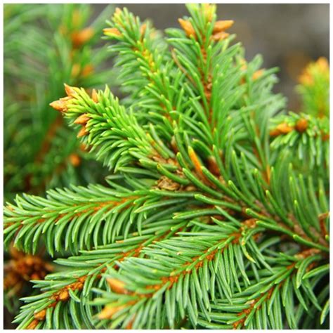 Ель (ель европейская, ель высокая). Легенды, мифы, символизм, описание ...