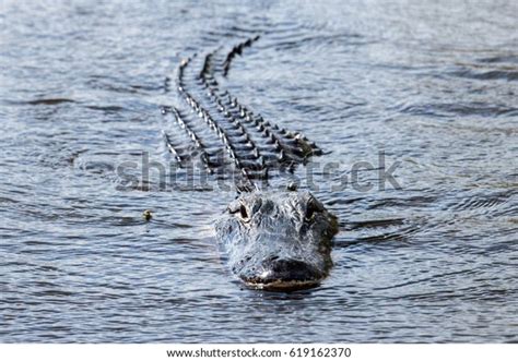 Florida Alligator Everglades Close Portrait Stock Photo 619162370 | Shutterstock