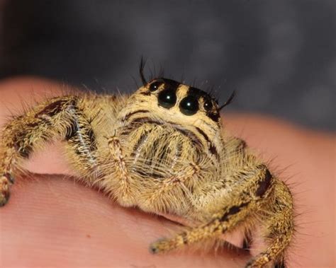 Have Yall Ever Seen An Eyelash Jumping Spider Tw Spider Photo Fandom