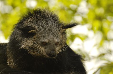 Malayan binturong (Arctictis binturong) - ZooChat