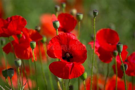 Red Poppies Field In Germany Papaver Somniferum Flowers And Seed Head