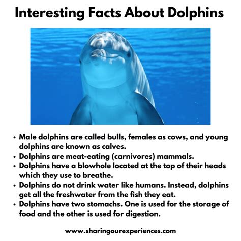 Interesting And Fun Facts About Animals For Kids Sharing Our Experiences