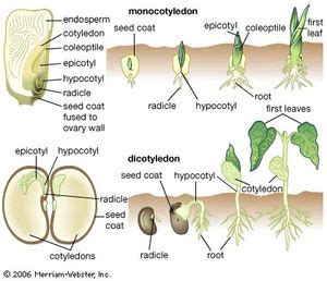 Monocotyledon | Definition, Evolution, Characteristics, Plants ...