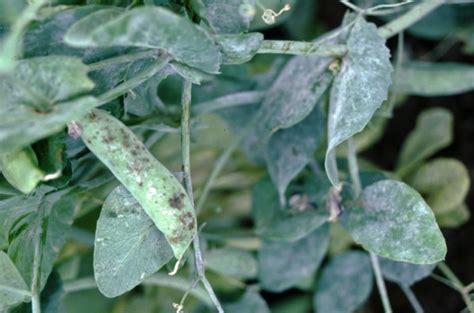 Powdery Mildew Of Field Peas Grain Pulses And Cereal Diseases