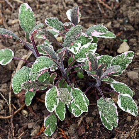 Potted Sage Plants for - Tricolor 2 Pack – Easy To Grow Bulbs
