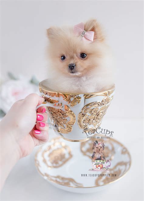 Cute Teacup Pomeranian Puppies