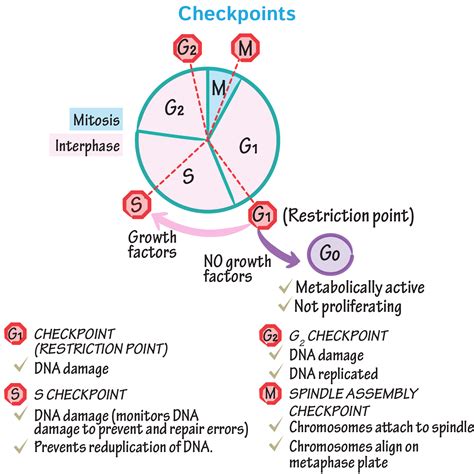 Mitosis Cell Cycle A2 Level Level Revision Biology Genes Genetic | Images and Photos finder