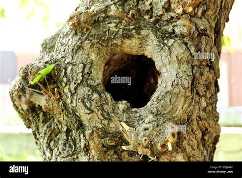 Tree Hollow Close Up Stock Photo Alamy