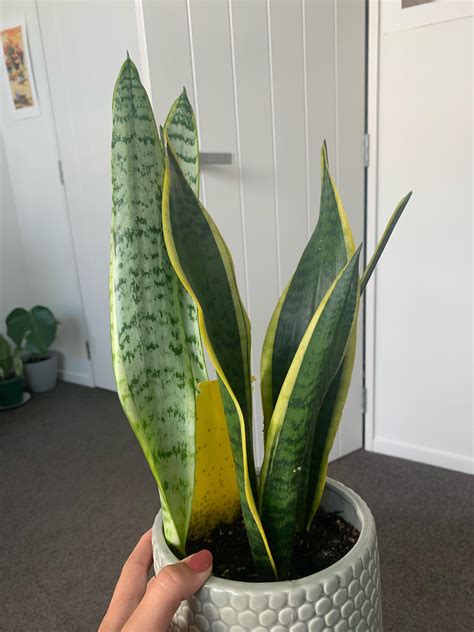 why is snake weak at home 3