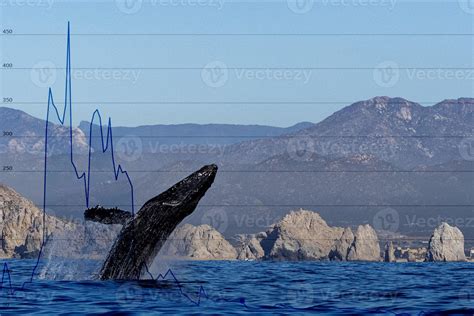 humpback whale breaching in cabo san lucas mexico 20224576 Stock Photo ...