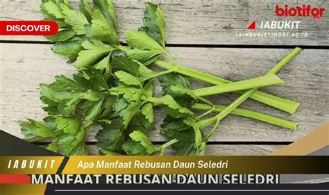 Kamu Wajib Tahu Ini Dia 7 Manfaat Rebusan Daun Seledri Yang Jarang