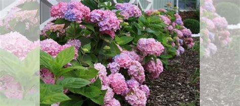 Гортензии ремонтантные крупнолистные купить в Москве | Товары для дома ...