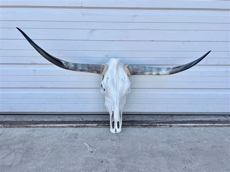 Longhorn Skull – Antiquities Warehouse