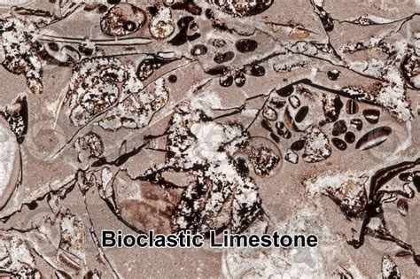 Bioclastic Limestone Fossil Thin Section X Bioclastic Limestone